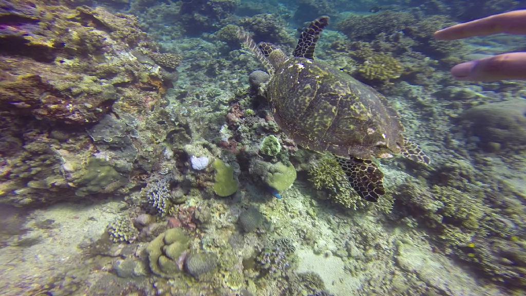 Puerto Galera,Mindoro Island