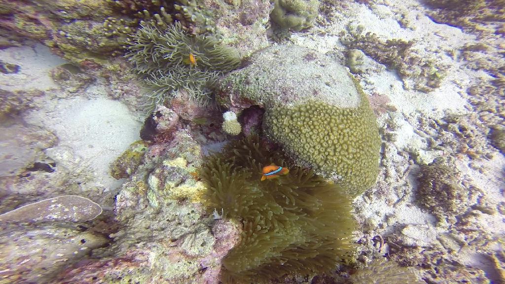 Mactan,Lapu-Lapu City,Cebu - Talima Marine Sanctuary, Olango Island