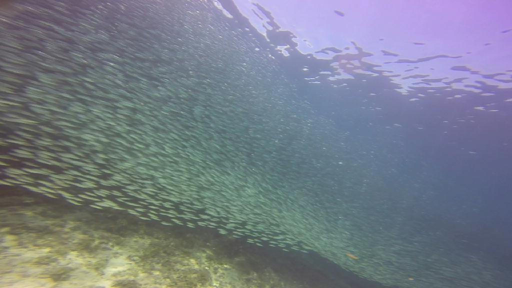Mactan,Lapu-Lapu City,Cebu - The Kontiki Reef