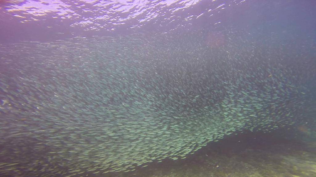Mactan,Lapu-Lapu City,Cebu - The Kontiki Reef