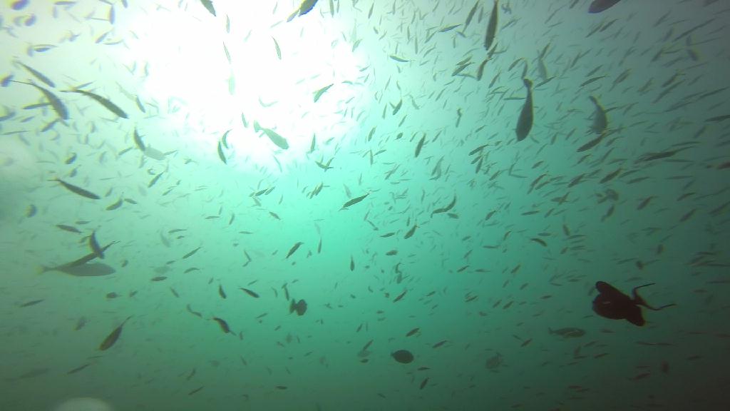 Mactan,Lapu-Lapu City,Cebu - Talima Marine Sanctuary, Olango Island
