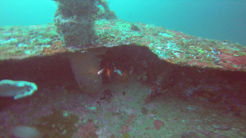 Puerto Galera,Mindoro Island - Alma Jane Wreck 