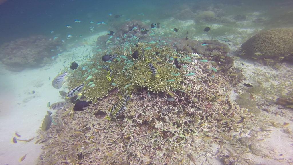 Mactan,Lapu-Lapu City,Cebu - Talima Marine Sanctuary, Olango Island