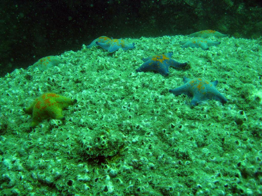 펀다이빙 - 경남 남해 하야루비 - 마안도