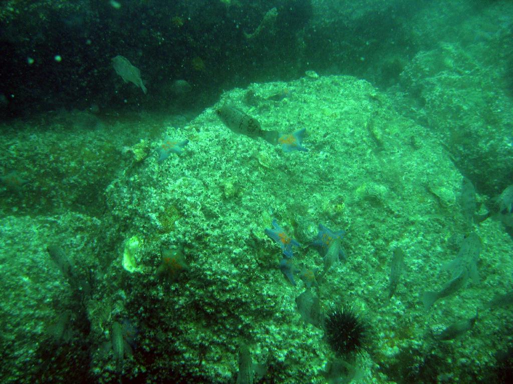 펀다이빙 - 경남 남해 하야루비 - 마안도