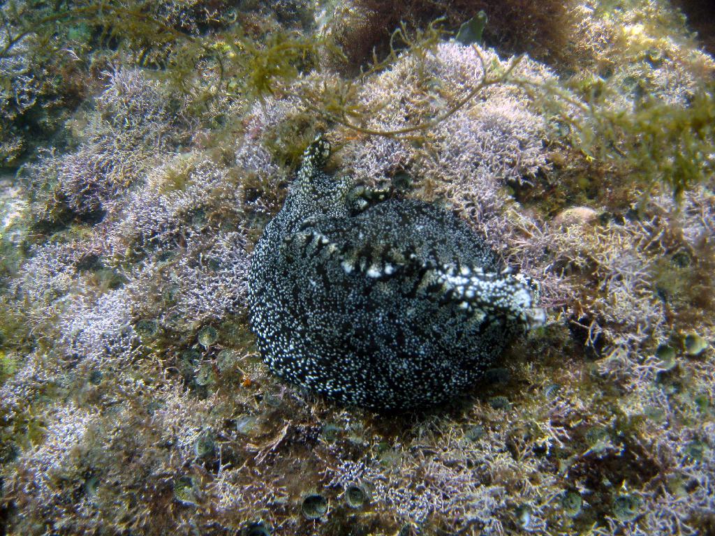 펀다이빙 - 경남 남해 하야루비 - 마안도