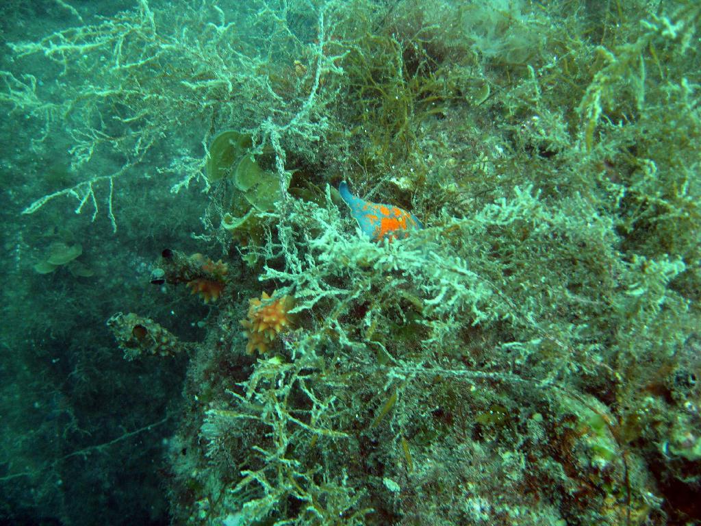 펀다이빙 - 경남 남해 하야루비 - 마안도