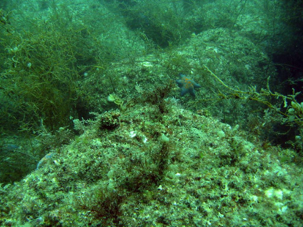 펀다이빙 - 경남 남해 하야루비 - 마안도