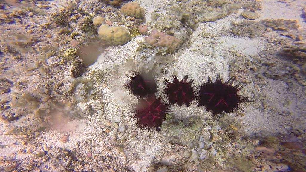 Mactan,Lapu-Lapu City,Cebu - The Kontiki Reef