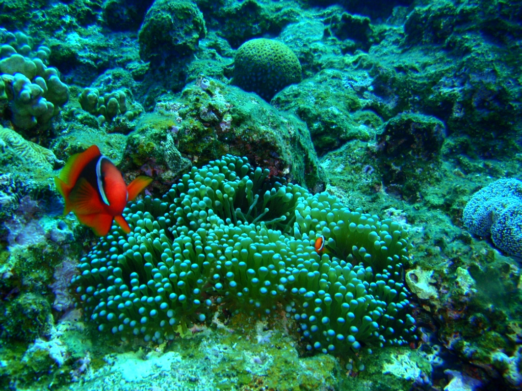 보트다이빙 , 포인트 모르겟음^^, 2tank - 일본 오키나와 - 캐라마 아일랜드