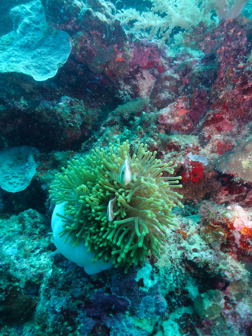 보홀딥블루리조트 - 아로나비치 