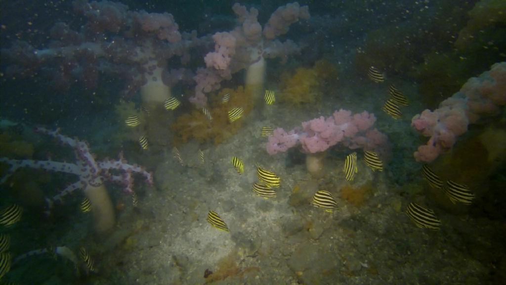deep diving - 제주 문섬  - 한개창
