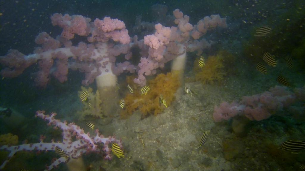 deep diving - 제주 문섬  - 한개창