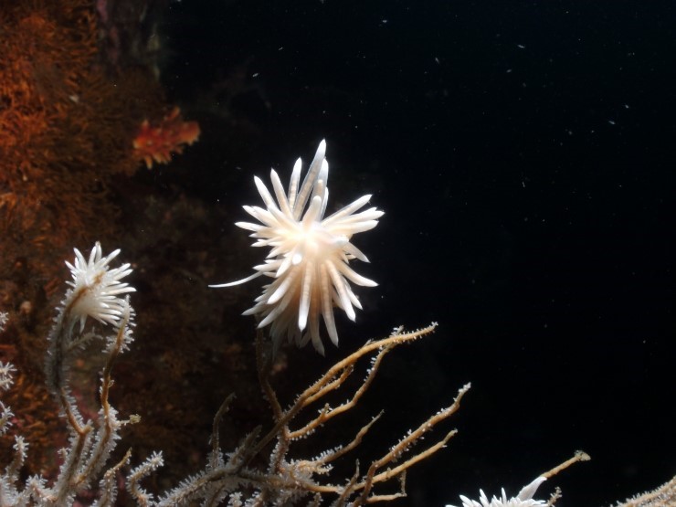 펀다이빙 - 강원도 강릉 바하마 다이브리조트 - 레드락