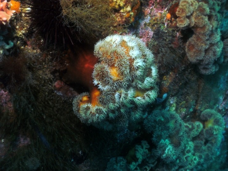 펀다이빙 (어드밴스_멀티레벨다이빙) - 고성 LF문암리조트 - 금강산