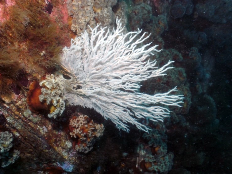 펀다이빙 (어드밴스_멀티레벨다이빙) - 고성 LF문암리조트 - 금강산