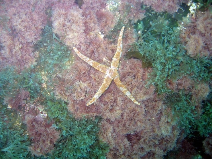 펀다이빙 - 강원도 강릉 바하마 리조트 - 숨바꼭질