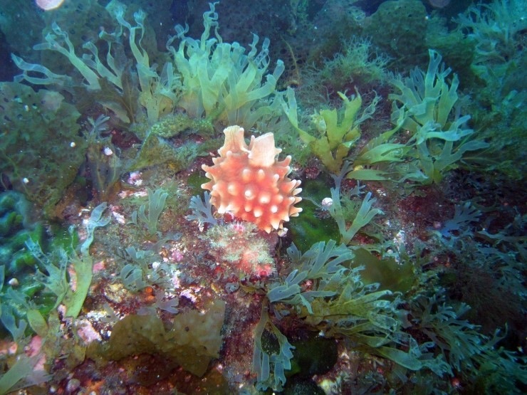 펀다이빙 - 강원도 강릉 바하마 리조트 - 숨바꼭질