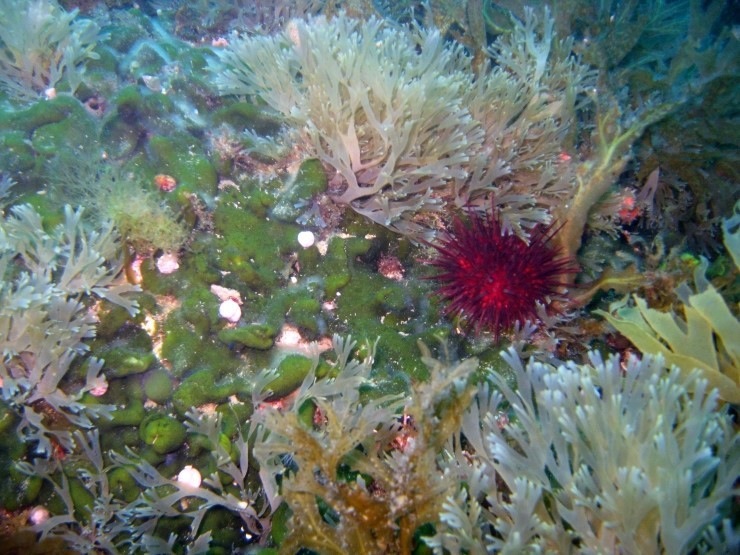 펀다이빙 - 강원도 강릉 바하마 리조트 - 숨바꼭질