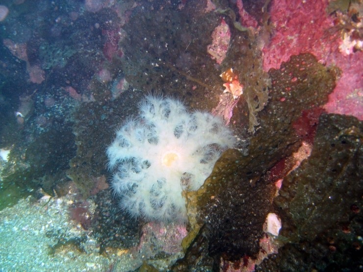 펀다이빙 - 강원도 강릉 바하마 리조트 - 숨바꼭질