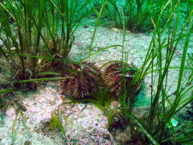 펀다이빙 - 강원도 고성 LF문암리조트 - 명파대