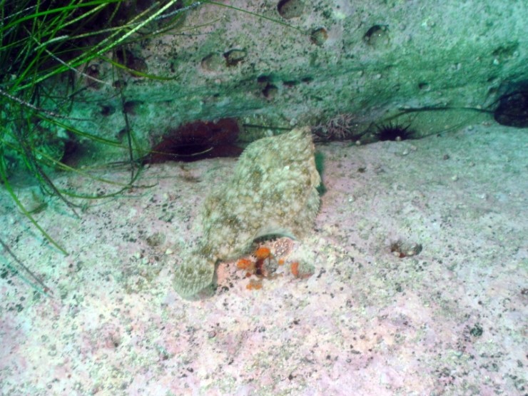 펀다이빙 - 강원도 고성 LF문암리조트 - 명파대