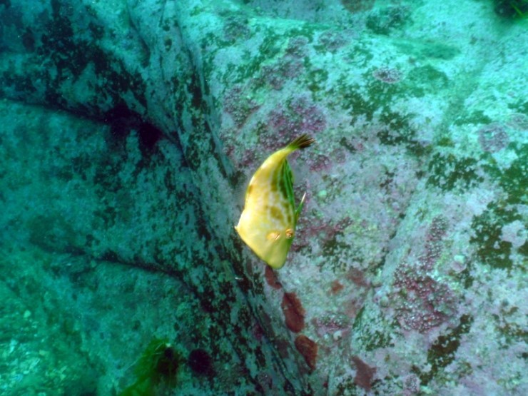 펀다이빙 - 강원도 고성 LF문암리조트 - 명파대