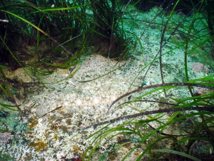 펀다이빙 - 강원도 고성 LF문암리조트 - 명파대