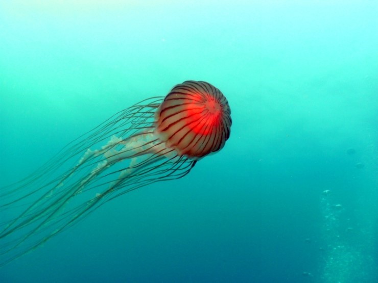 펀다이빙 - 강원도 고성 LF문암리조트 - 명파대