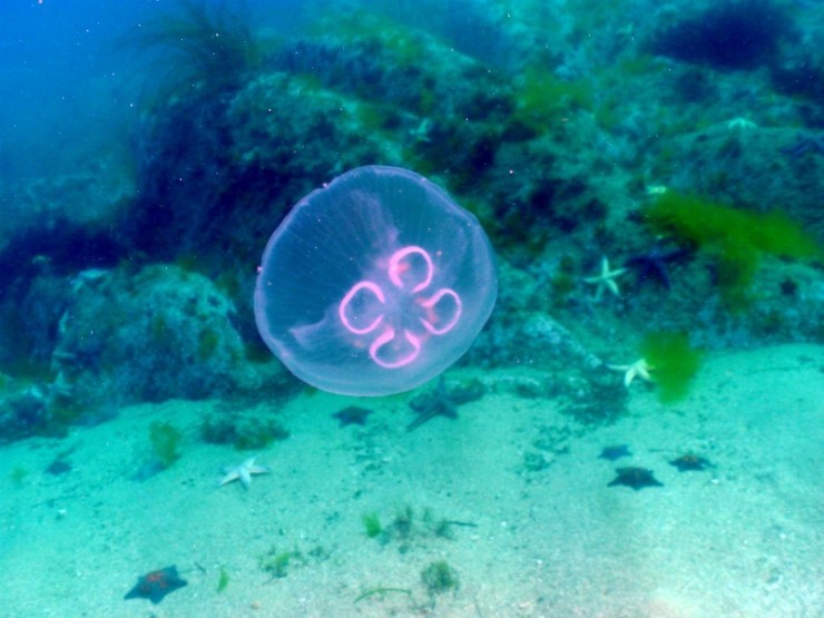 펀다이빙 - 강원도 고성 LF문암리조트 - 명파대