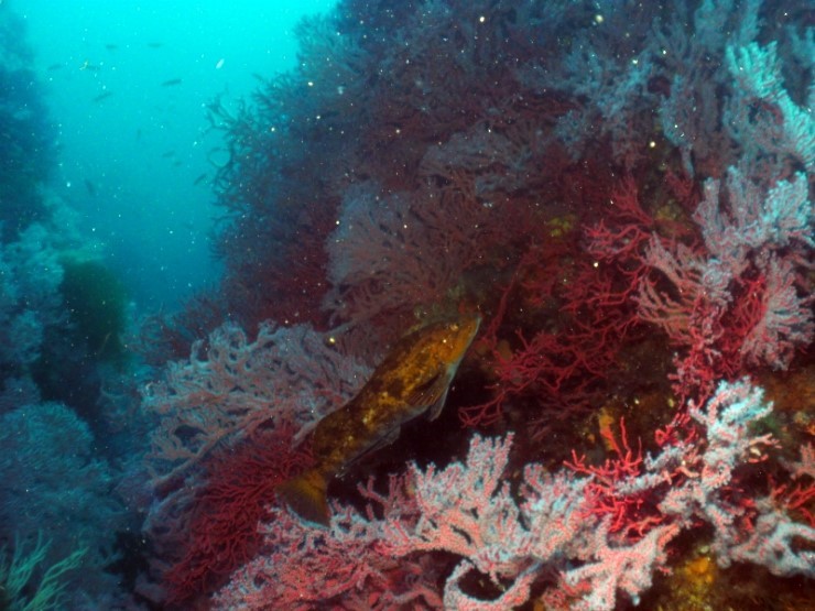 펀다이빙 - 강원도 고성 LF문암리조트 - 낙산대기