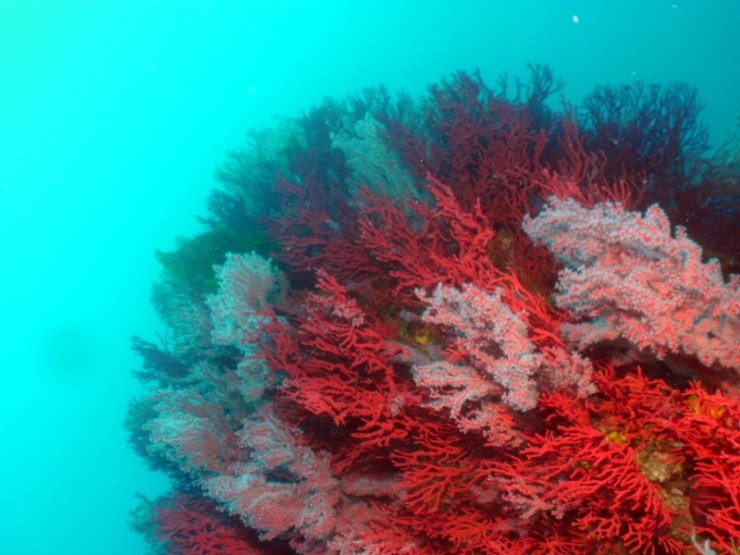 펀다이빙 - 강원도 고성 LF문암리조트 - 낙산대기