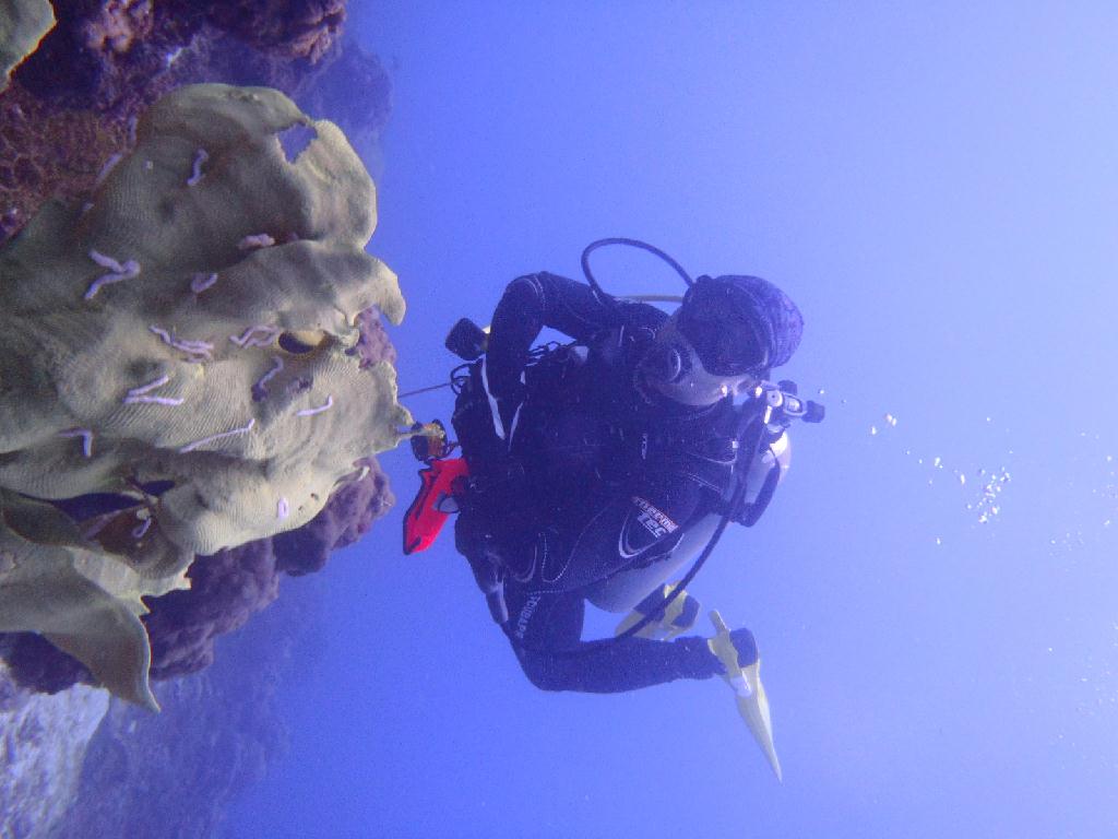 aow 교육 - easy dive resort - 하우스리프