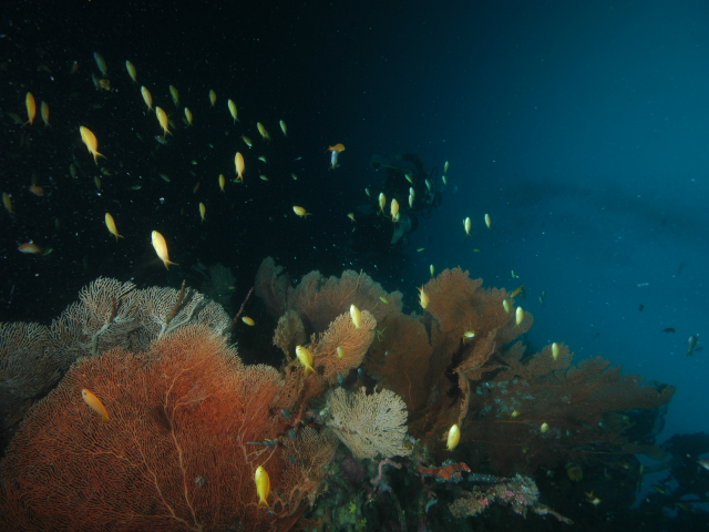펀다이빙 - 준다이브 - 페스카도르(pescador) 서->남