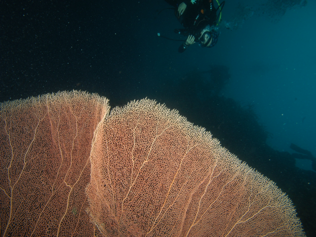 펀다이빙 - 준다이브 - 페스카도르(pescador) 서->남