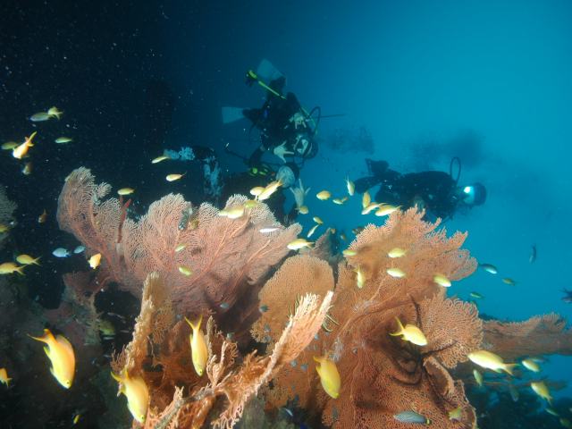 펀다이빙 - 준다이브 - 페스카도르(pescador) 서->남