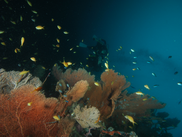 펀다이빙 - 준다이브 - 페스카도르(pescador) 서->남