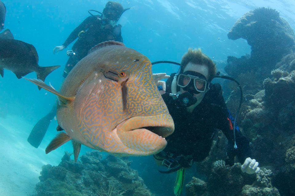 Practicing those skills below and Swimming - G.B.R in Cairns, Australia  - Play Ground, Norman Reef