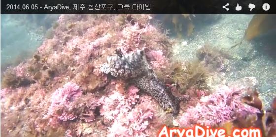제주도 성산포구(성산스쿠버) - 비치포인트