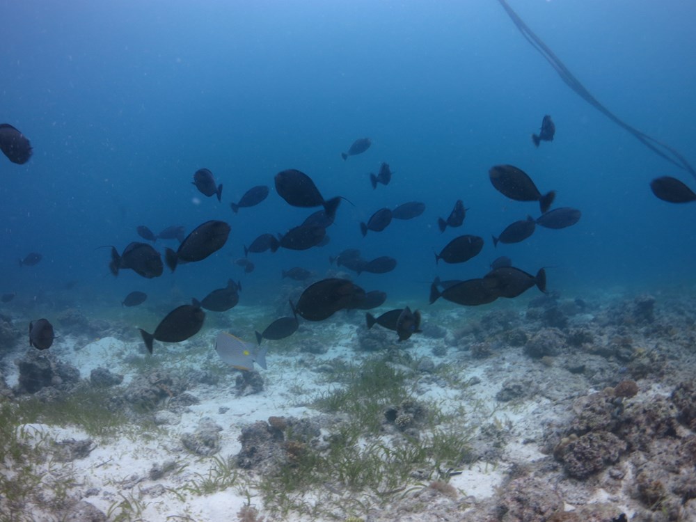 펀다이빙 - 세부 - 올랑고