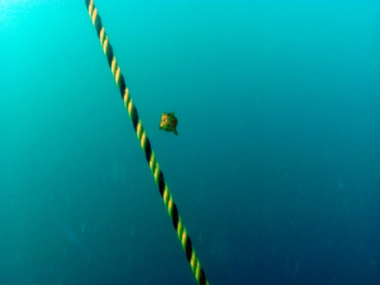 펀다이빙 - 경포다이브리조트 - 꽃동산