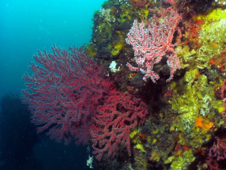 펀다이빙 - 경포다이브리조트 - 꽃동산