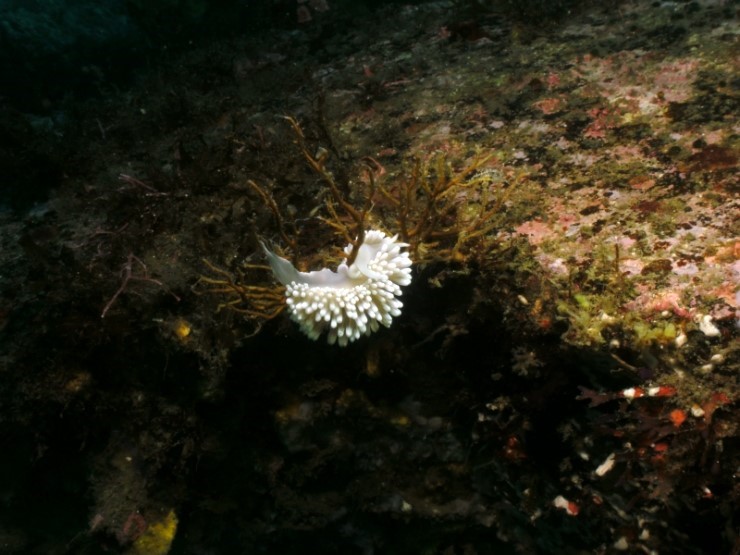 펀다이빙 - 경포다이브리조트 - 꽃동산