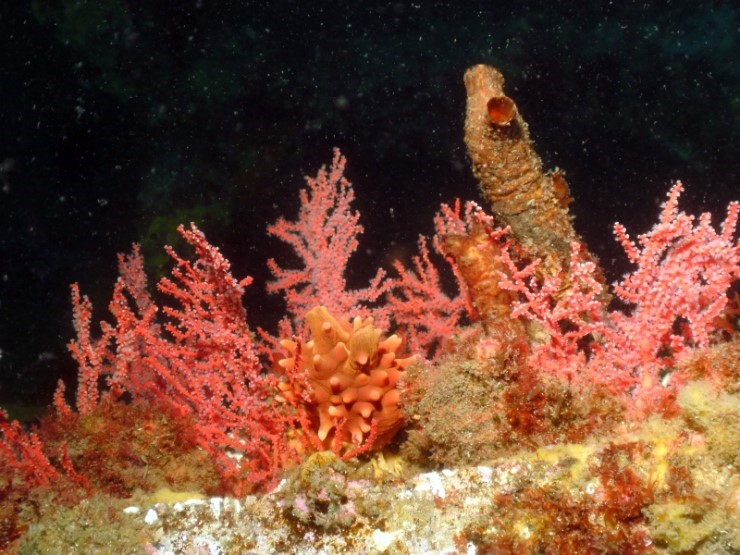 펀다이빙 - 경포다이브리조트 - 꽃동산