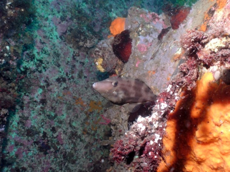 펀다이빙 - 경포다이브리조트 - 꽃동산