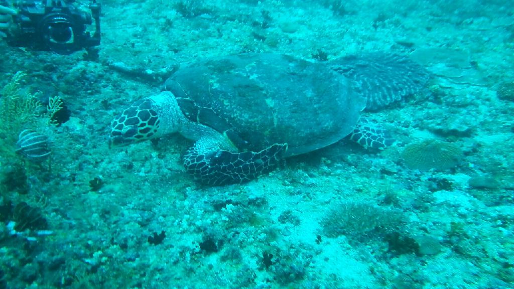 사방 - atoll, alma jane, sabang pt