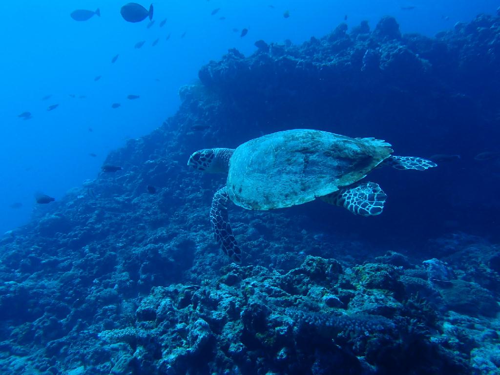 지현 경애 개방수역 - 보카 - 프라이데이스