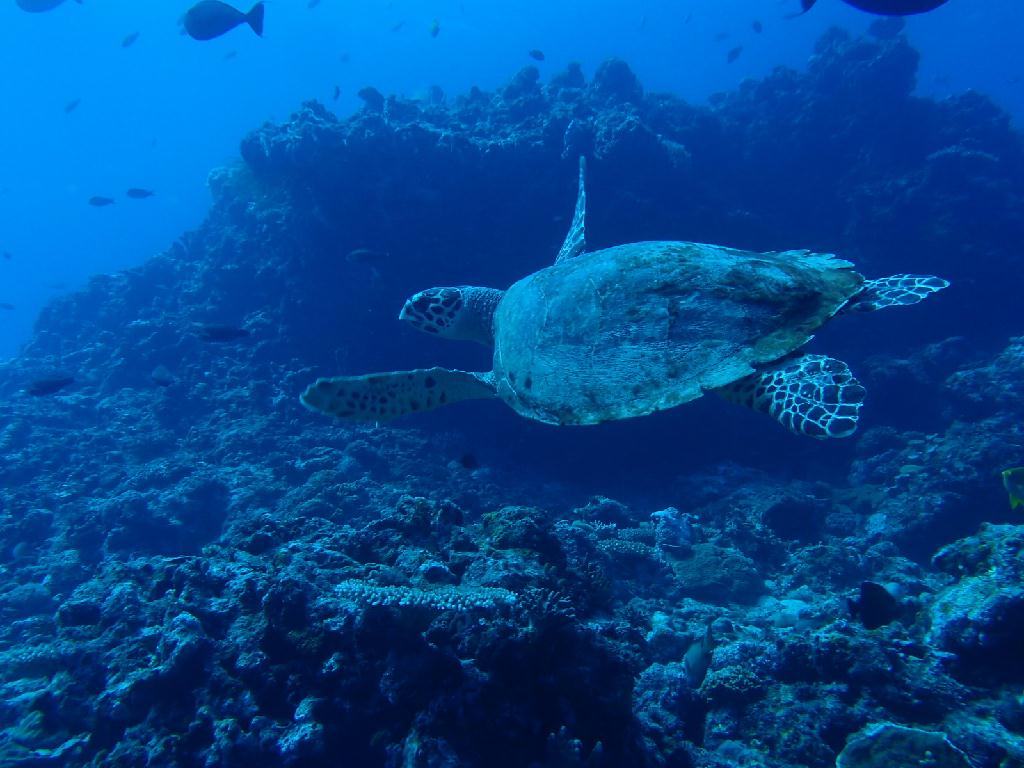 지현 경애 개방수역 - 보카 - 프라이데이스