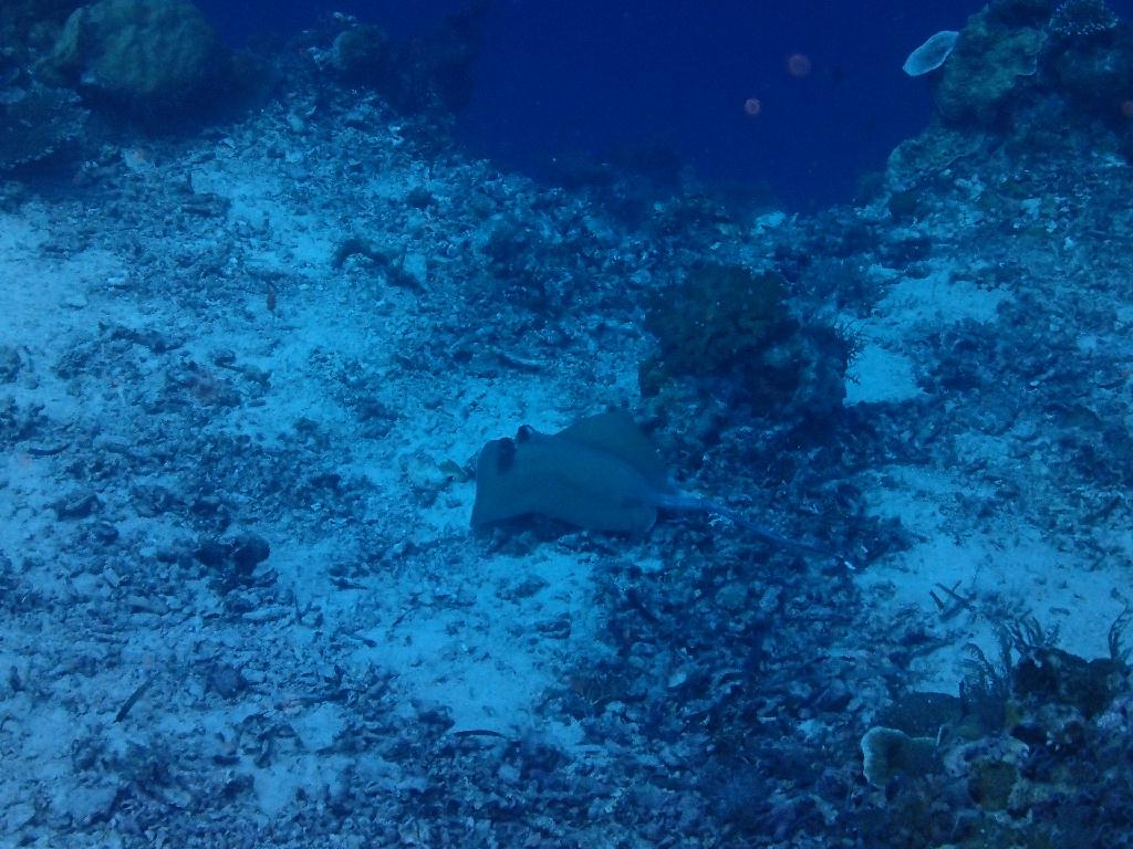 수중촬영 - 필리핀 날루수완섬 - 마린생츄어리