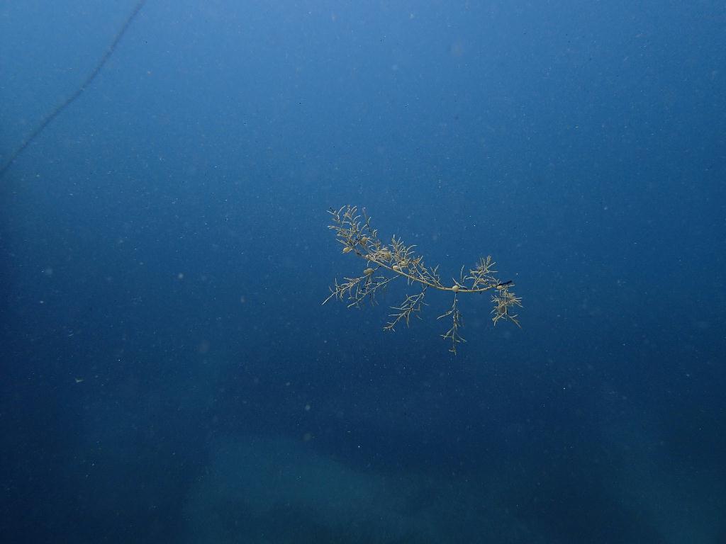 Fun Diving - 강원도 고성 천학정 리조트 - 무명 (오픈워터 교육 포인트)